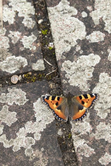 Small tortoiseshell