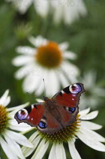 Peacock butterfly