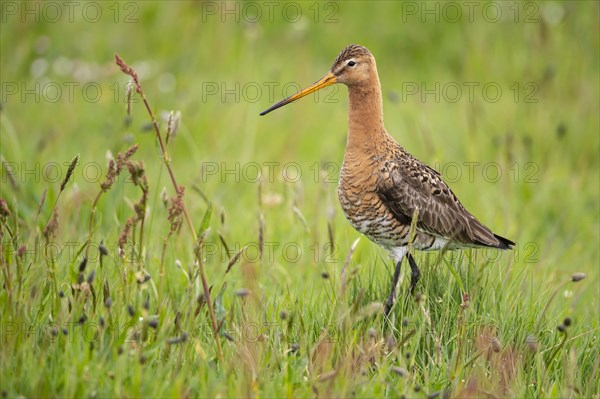 Black-tailed Godwit