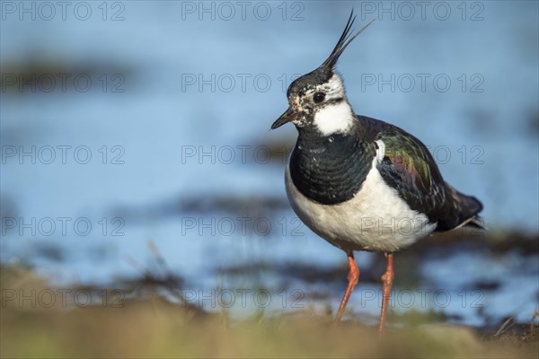 Northern lapwing