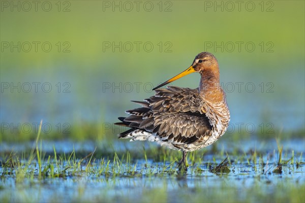 Black-tailed Godwit