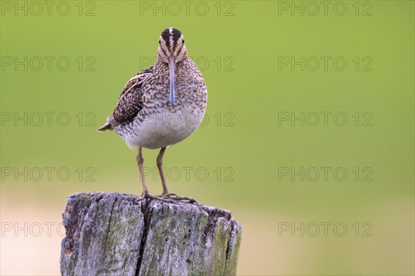 Common Snipe