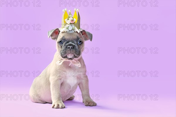 Small French Bulldog dog puppy wearing a golden paper crown with lace and ribbons on purple background with empty copy space