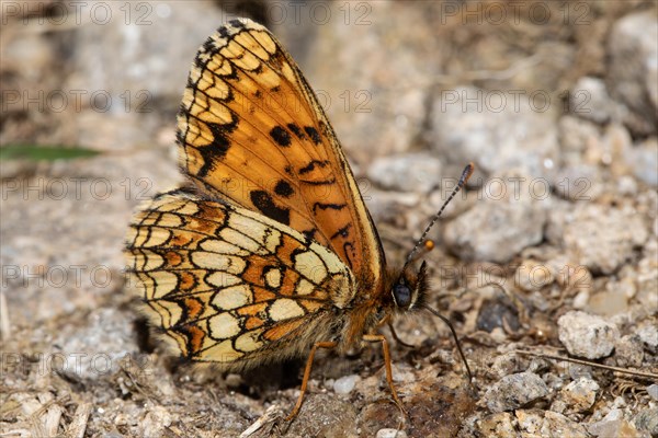 Valerian Fritillary