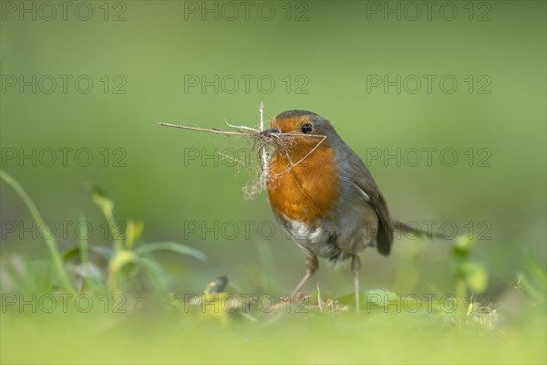 European robin