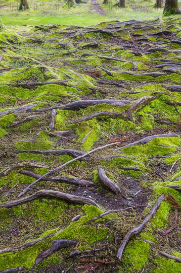 Moss over trees on Furnas lake