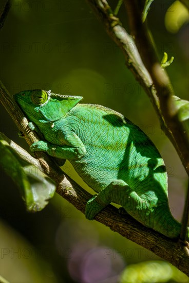 Parson's Giant Chameleon