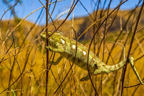 Panther chameleon