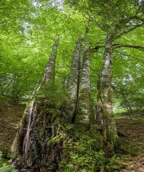 Five-beech with heavily weathered trunk