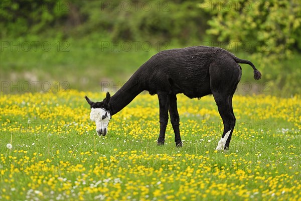 Alpaca