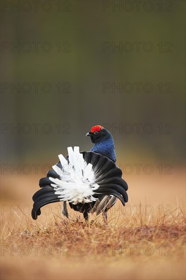 Black grouse