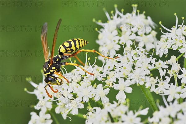 Field wasp