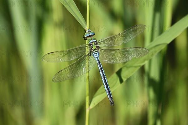 Emperor dragonfly