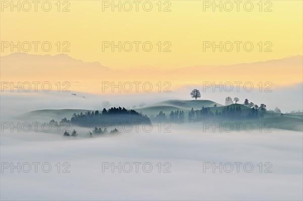 Meadows and trees in autumnal early morning mist