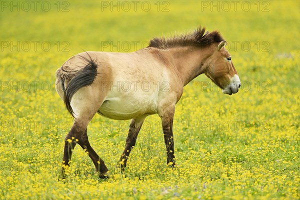 Przewalski's horse