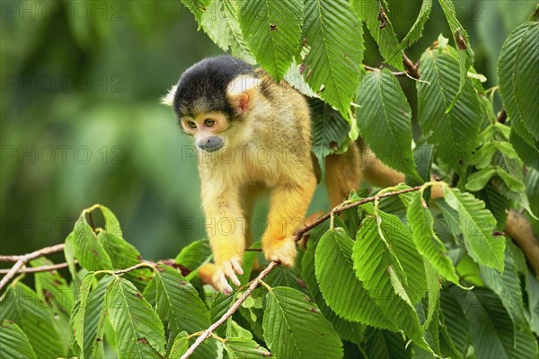 Black-capped squirrel monkey