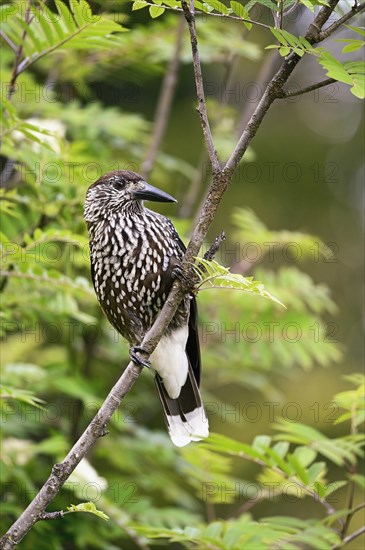 Spotted nutcracker