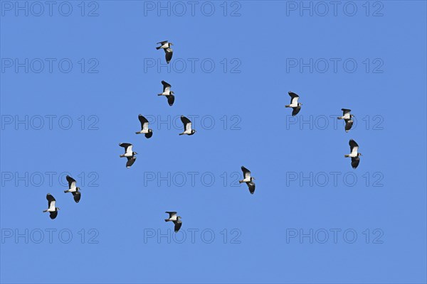 A group of northern lapwings