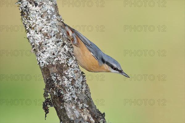 Eurasian nuthatch