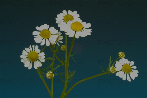 Medicinal plant Chamomile