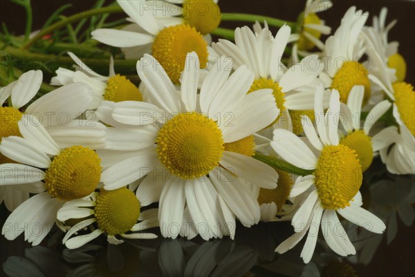 Medicinal plant Chamomile