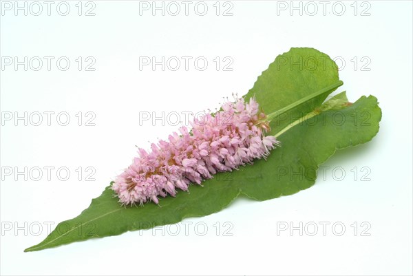 Medicinal plant Meadow knotweed