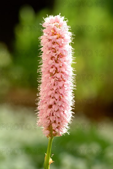 Medicinal plant Meadow knotweed