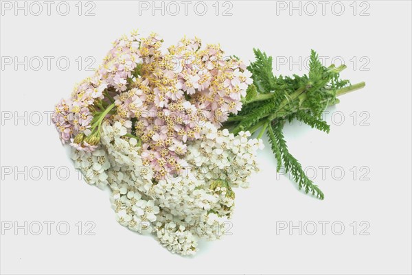 Common yarrow