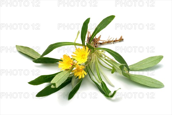 Lesser hawkweed