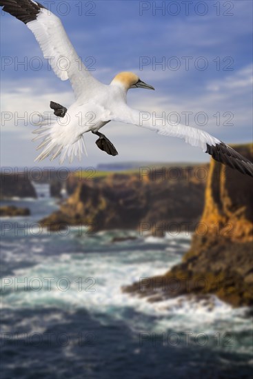 Northern gannet