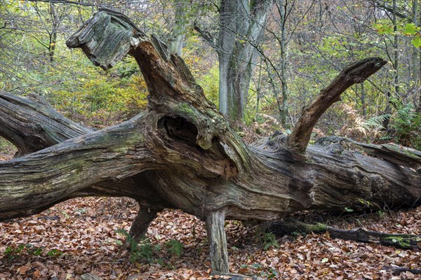 Fallen dead tree trunk in autumnal beech forest