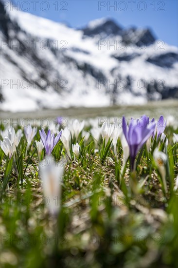 Meadow full of white and purple crocuses