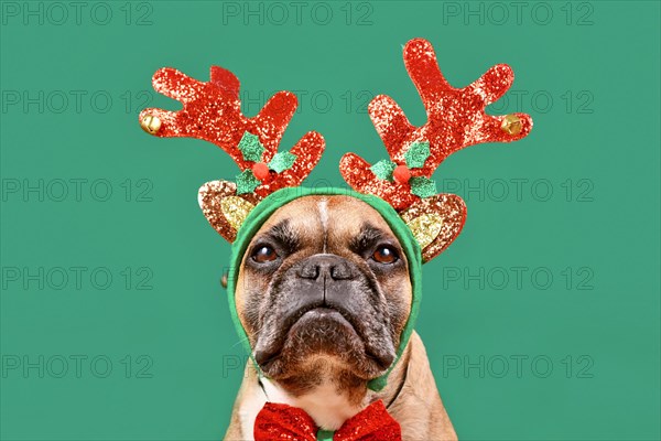 French Bulldog dog wearing Christmas reindeer antler headband in front of green background