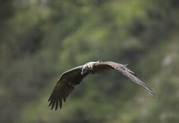 Juvenile bearded vulture