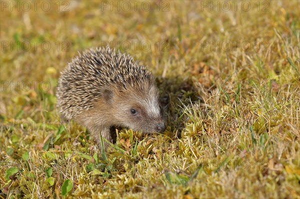 European hedgehog