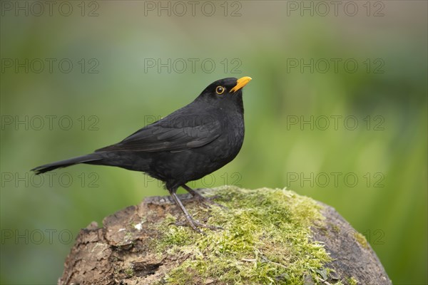 European blackbird