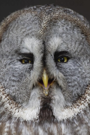 Great grey owl