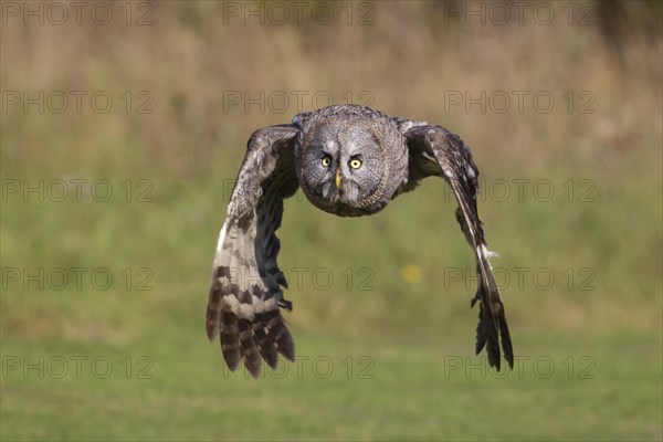 Great grey owl