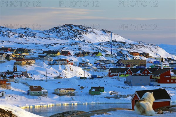 Sled dog in front of different coloured houses in wintry landscape