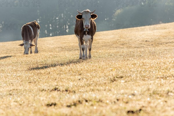 Cows in the pasture in the morning. Montbeliarde cow in the Jura Mountains in France