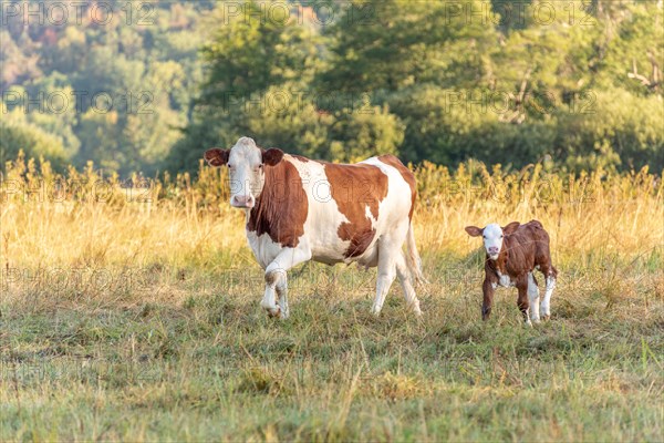 Cow with her calf. Cows in the pasture in the morning. Montbeliarde cow in the Jura. France
