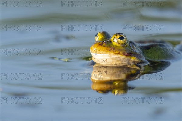 Green frog