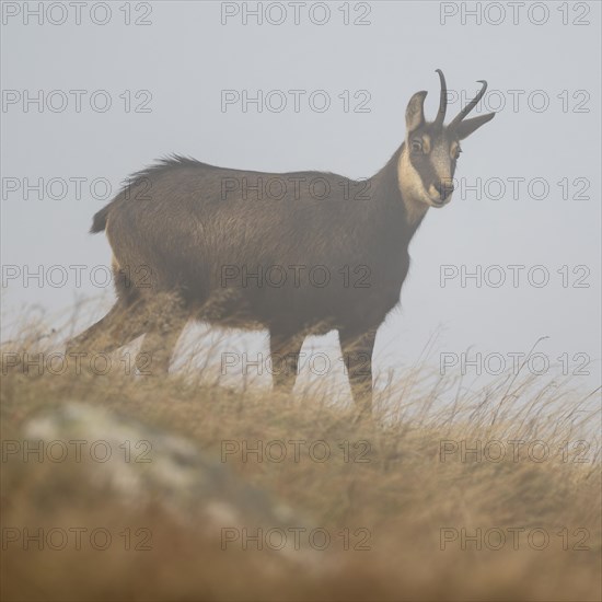 Chamois