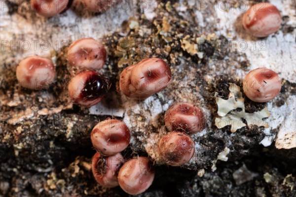 Atlas silk moth some reddish eggs