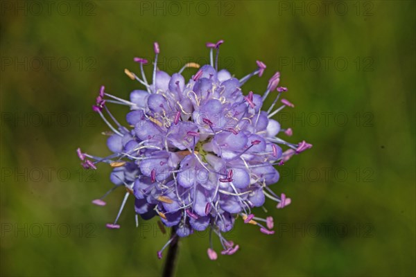 Common devil's-bit purple flower