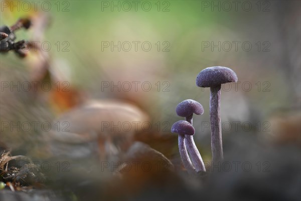 Amethyst deceiver