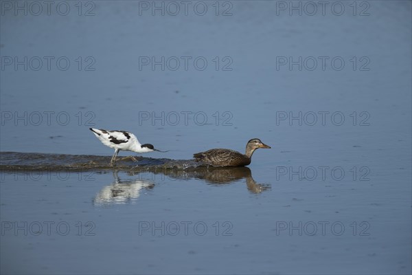 Avocet