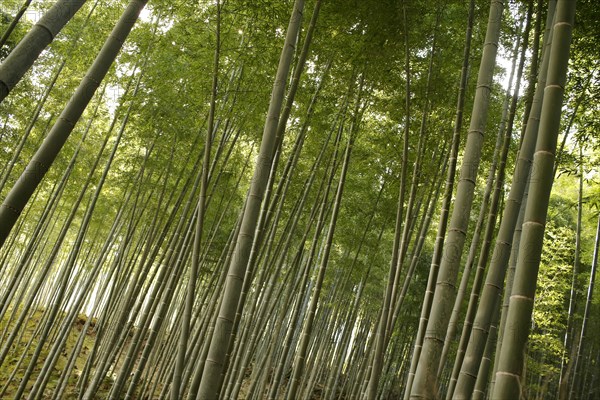 Bamboo trunks in the Arashiyama bamboo forest in Kyoto