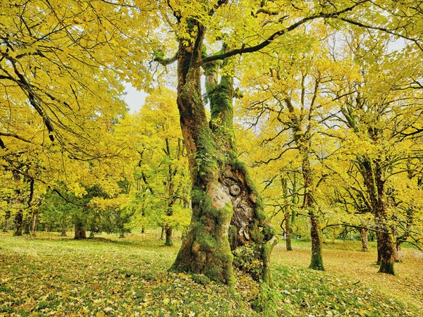 Forest of sycamore maple