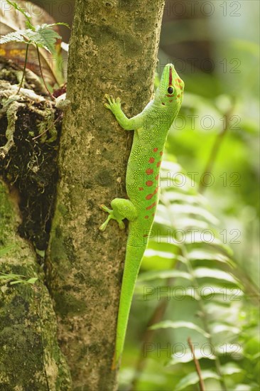 Madagascar giant day gecko